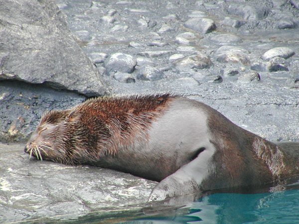 Seal at Mystic Aquarium