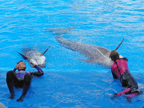 Dolphin show which includes 