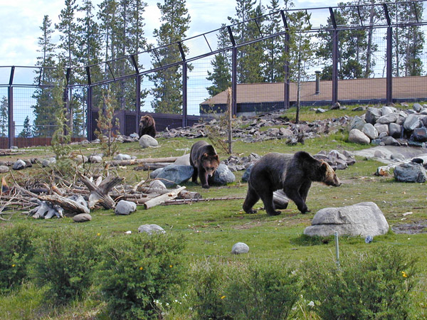 Grizzly Bears in the Grizzly Discovery Center