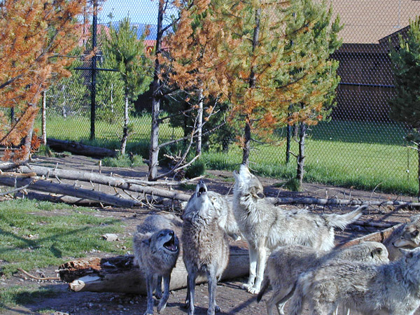 Wolves at the Grizzly Discovery Center
