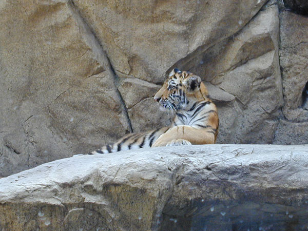 Baby Tiger at zoo