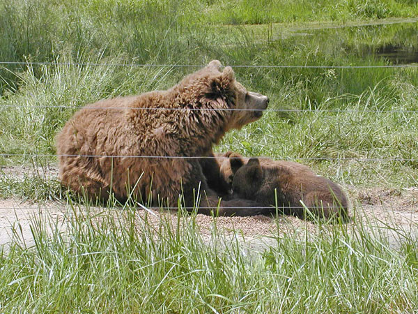 Bear cubs with mother