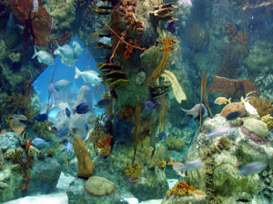 Fish tank in aquarium