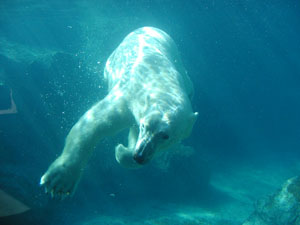 Polar Bear underwater