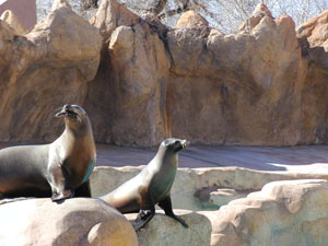 Feeding time for the Sea Lions