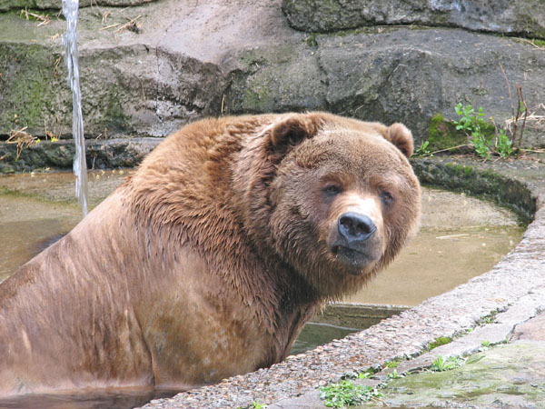 Kodiak Bear at Pittsburgh Zoo