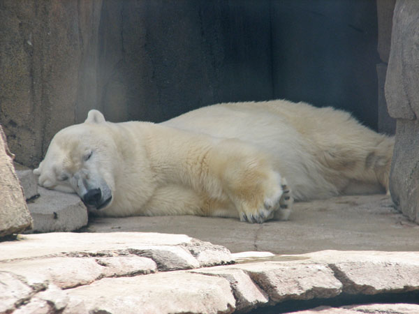 Polar Bear at Pittsburgh Zoo